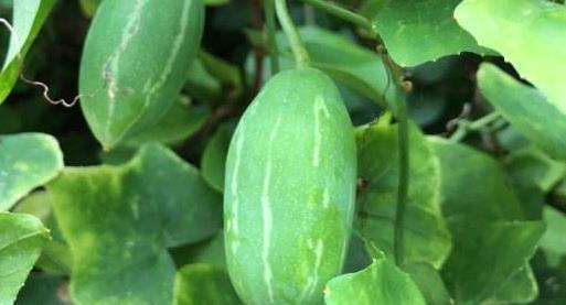 梦见吃臭赖瓜,揭秘吃臭赖瓜的神秘寓意