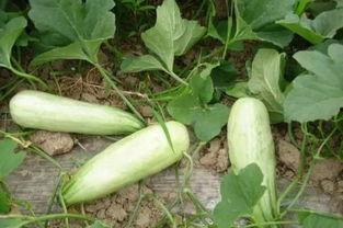 吃小麦酥瓜最佳时间,把握最佳食用时光，尽享美味时光