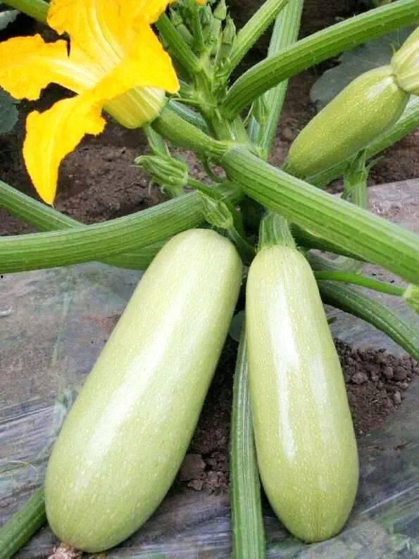 松瓜可以直接吃吗,营养美味两不误