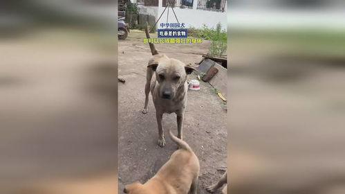 土狗吃哈密瓜,一场意外的美味邂逅