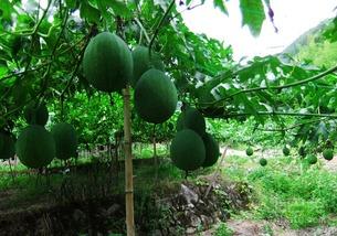 吊瓜尖尖怎么吃,解锁美味新体验