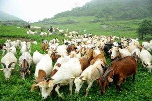 养羊吃瓜,瓜果飘香中的绿色养殖之道