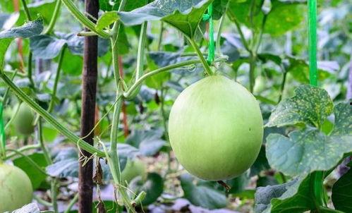 吃小瓜喉咙痛,小心喉咙不适需注意