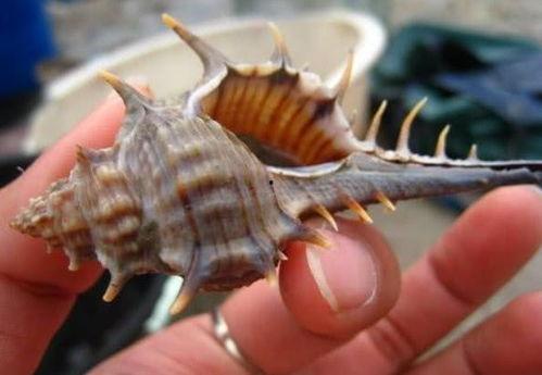 狗瓜螺怎么吃,解锁美味新体验