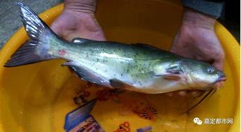 不吃鱼只吃瓜,一位素食主义者的健康饮食之旅