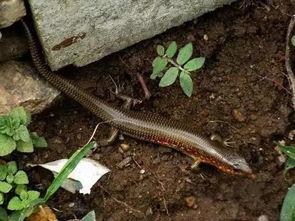 蛇龙瓜要怎么吃,解锁美味新体验