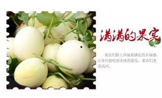 夏天美严格吃瓜,跟随夏天美探寻严格吃瓜的奥秘