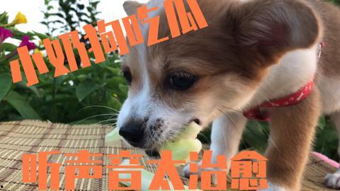 带你吃瓜关于狗,揭秘狗狗的那些趣闻轶事