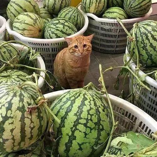 洛阳卖瓜老头捡烂瓜吃,诠释生活的智慧与坚韧