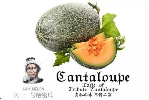 孙悟空吃蜜瓜,甜蜜冒险之旅