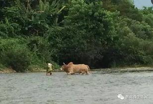 老挝吃瓜,探寻东南亚的独特“吃瓜”文化