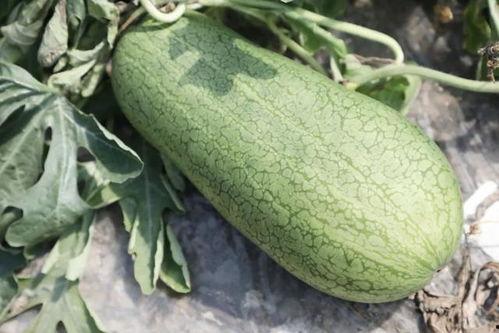 吃瓜季节的图片,吃瓜季节的欢乐时光