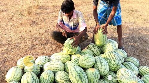 男子卖瓜吃串,男子卖瓜吃串的市井生活画卷