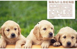 茭瓜能给狗吃吗怎么吃,狗狗的健康美食，这样烹饪更美味