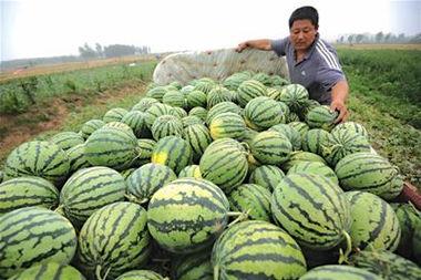 卖瓜吃瓜的号,揭秘瓜农的甜蜜生活