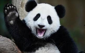 熊猫吃瓜耳朵,耳朵成焦点，揭秘国宝萌态瞬间