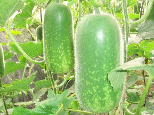 最新吃瓜图片大全,娱乐圈风云再起，明星幕后故事大揭秘