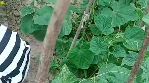 吃瓜小猛男,揭秘校园里的“瓜王”传奇