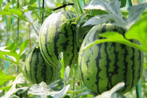 吃瓜免费中心,畅享娱乐新体验