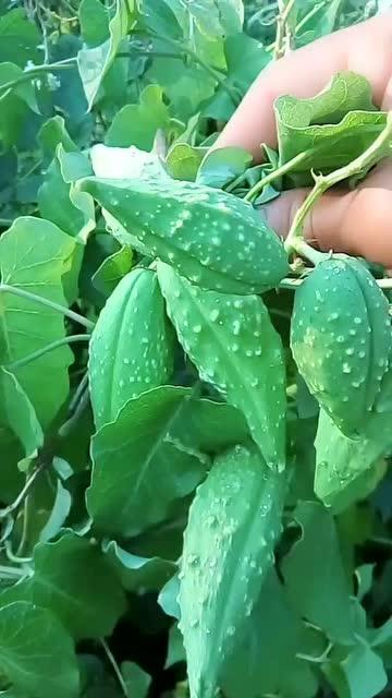 孕妇可以吃瓢子瓜吗,营养与安全的双重保障