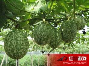 吃吊瓜的好处,揭秘健康生活的绿色选择