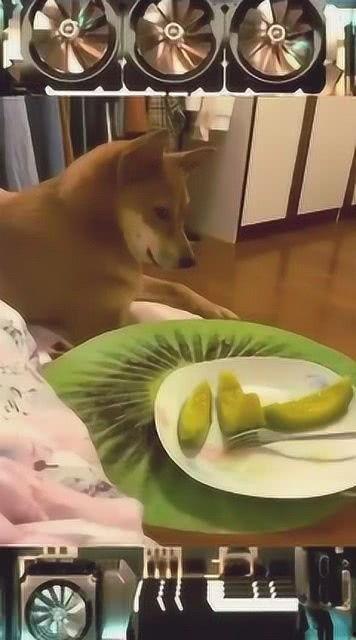 吃瓜家伙怎么回复