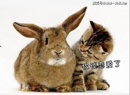 吃瓜的兔砸创作的原声,揭秘娱乐圈幕后真相