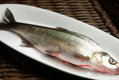 单字id鱼吃瓜,鱼儿戏水尝瓜香