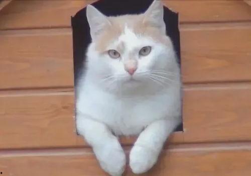 小猫吃贝贝瓜好吗怎么吃,美味与食用指南