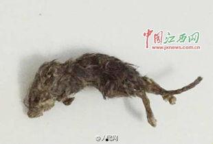 妈妈老鼠吃瓜,妈妈老鼠的甜蜜瓜果时光