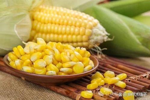 梦见煮的吃玉米吃瓜,煮玉米与瓜果的奇幻邂逅